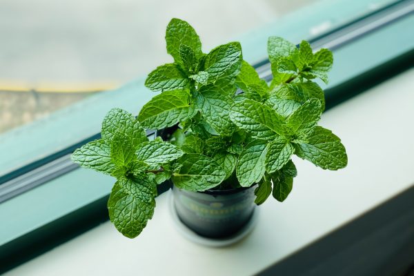 green plant in black pot